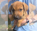 Pumpkin - Male Australian Shepherd-Black Mouth Cur Mix Dog for Adoption - Small photo