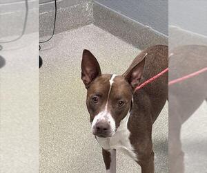 American Pit Bull Terrier-Unknown Mix Dogs for adoption in Las Vegas, NV, USA