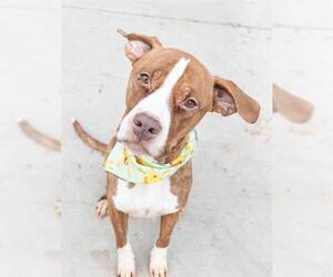 Boxer-Unknown Mix Dogs for adoption in Tulsa, OK, USA