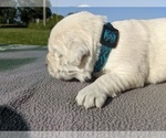 Small Photo #40 English Cream Golden Retriever Puppy For Sale in WOOSTER, OH, USA