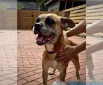 Small #6 Boxer Mix