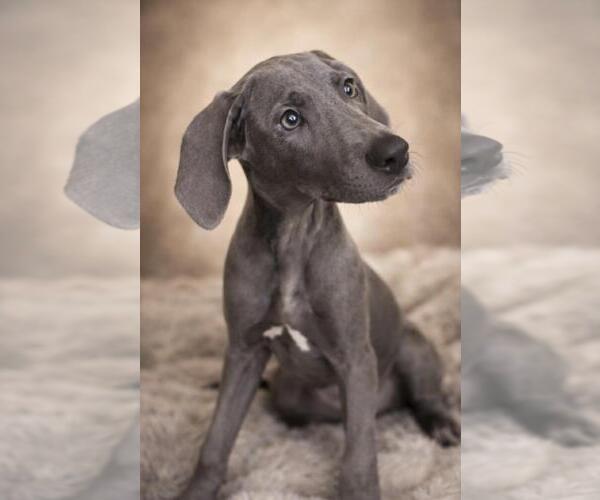 Medium Photo #2 Unknown-Weimaraner Mix Puppy For Sale in Rockwall, TX, USA