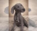 Small #1 Weimaraner Mix