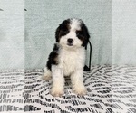 Image preview for Ad Listing. Nickname: Bentley