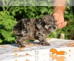 Small #10 Poodle (Toy)
