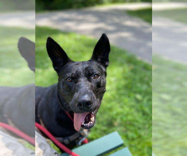 Medium Photo #1 Mutt Puppy For Sale in Elmsford, NY, USA