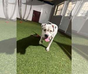 Lola - Female Mutt Dog for Adoption - Photo #16