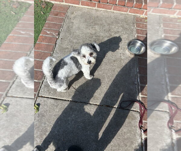 Medium Photo #4 Poovanese Puppy For Sale in San Diego , CA, USA