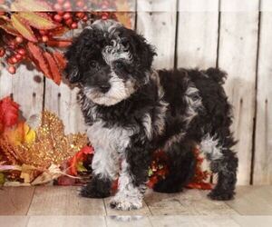 Poodle (Miniature) Puppy for sale in MOUNT VERNON, OH, USA