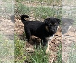 Small Photo #9 German Shepherd Dog Puppy For Sale in GOLDENDALE, WA, USA
