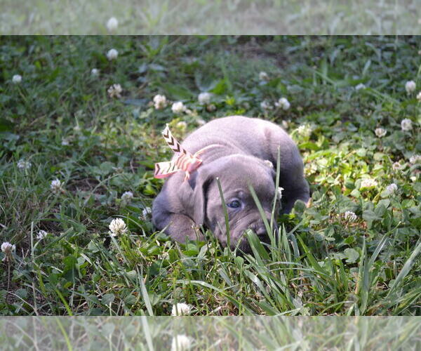 Medium Photo #12 Cane Corso Puppy For Sale in BROOK COVE, NC, USA