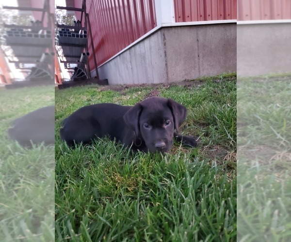 Medium Photo #6 Labrador Retriever Puppy For Sale in SABETHA, KS, USA