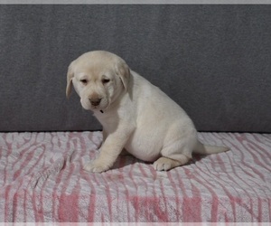 Labrador Retriever Puppy for sale in MILLERSBURG, OH, USA