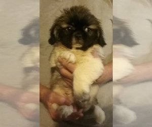 Peke-A-Poo Puppy for sale in YOUNGSTOWN, FL, USA