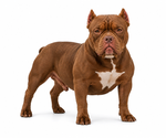 Small Photo #1 American Bully Puppy For Sale in RADCLIFF, KY, USA
