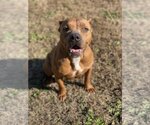Small #4 American Pit Bull Terrier