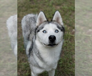 Nigel *Foster Needed* - Male Siberian Husky Dog for Adoption - Photo #2