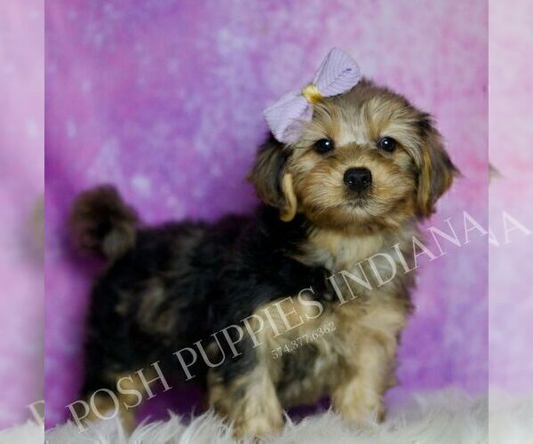 Medium Photo #27 Yorkipoo Puppy For Sale in WARSAW, IN, USA