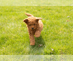 Small Photo #4 Miniature Labradoodle Puppy For Sale in NAPPANEE, IN, USA