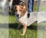 Rescue Daisy - Female Beagle Dog for Adoption - Small photo