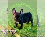 Puppy Gucci French Bulldog