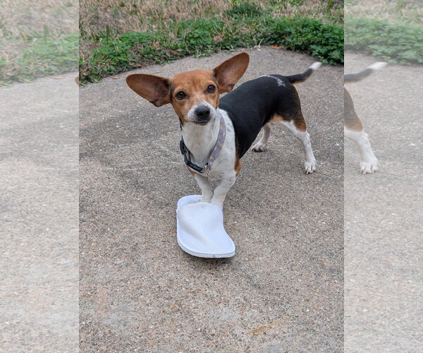 Medium Photo #2 Chiweenie Puppy For Sale in Missouri City, TX, USA