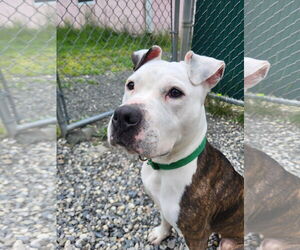 American Pit Bull Terrier Dogs for adoption in Manahawkin, NJ, USA