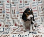 Small #6 Beagle