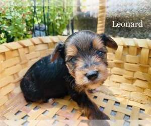 Biewer Yorkie Puppy for sale in WEST BRANCH, MI, USA