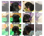 Small #3 Colonial Cocker Spaniel Mix
