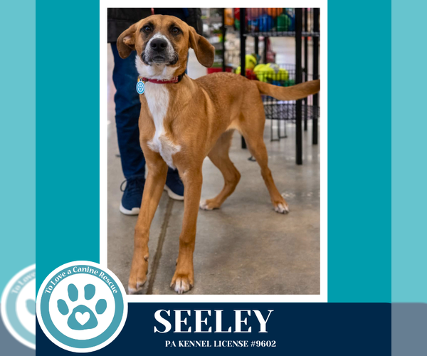 Medium Photo #5 Boxador Puppy For Sale in Kimberton, PA, USA