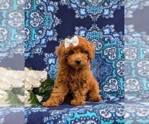 Poodle (Miniature) Puppy for sale in NEW PROVIDENCE, PA, USA