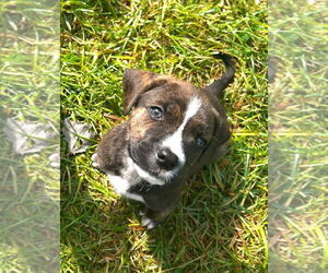 Medium American Pit Bull Terrier Mix