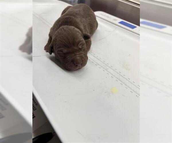 Medium Photo #1 Mutt Puppy For Sale in Houston, TX, USA