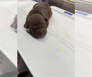 Mutt Dogs for adoption in Houston, TX, USA