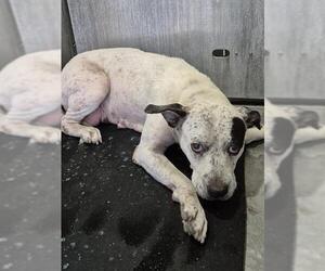 Mutt Dogs for adoption in San Antonio, TX, USA