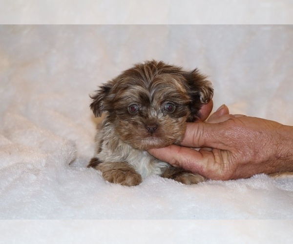 Medium Photo #5 ShihPoo Puppy For Sale in DYERSBURG, TN, USA