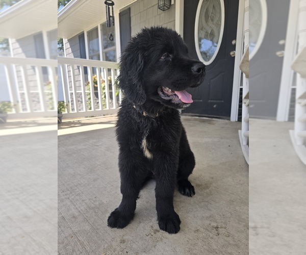 Medium Photo #7 Newfoundland Puppy For Sale in TILTON, IL, USA