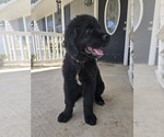Small #6 Newfoundland
