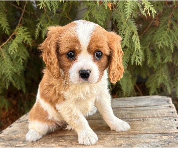 Medium Photo #2 Cavalier King Charles Spaniel Puppy For Sale in MIDDLEBURY, IN, USA