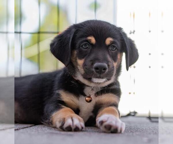 Medium Photo #2 Chihuahua-Unknown Mix Puppy For Sale in San Diego, CA, USA