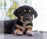 Small #1 Chihuahua Mix