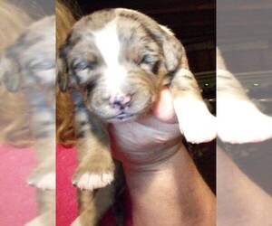 Catahoula Leopard Dog Puppy for sale in PULLMAN, MI, USA
