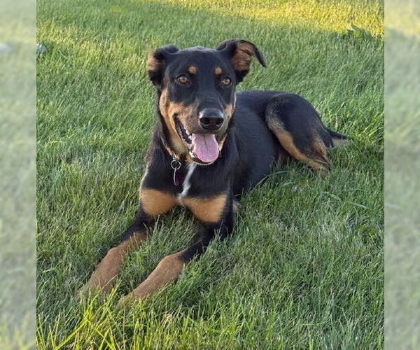 Medium Photo #2 Mutt Puppy For Sale in Genesee, WI, USA