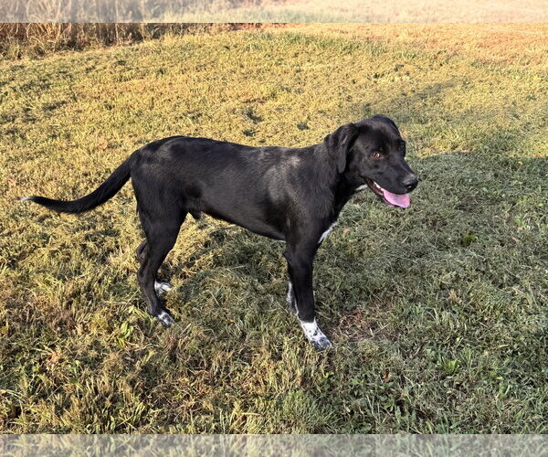 Medium Photo #5 Labrador Retriever-Unknown Mix Puppy For Sale in Wakefield, RI, USA