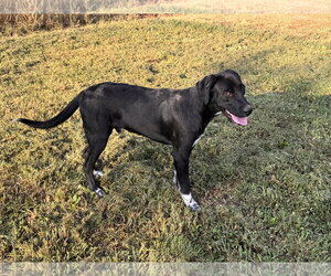 Tank Dot *LOCAL* - Male Labrador Retriever-Unknown Mix Dog for Adoption - Photo #5