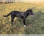 Small Photo #5 Labrador Retriever-Unknown Mix Puppy For Sale in Wakefield, RI, USA