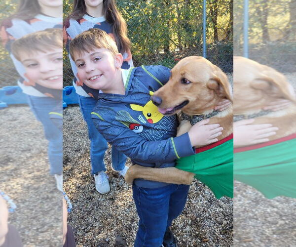 Medium Photo #5 Labrador Retriever-Unknown Mix Puppy For Sale in Oakhurst, NJ, USA