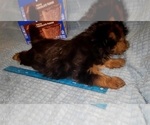 Small Photo #199 Yorkshire Terrier Puppy For Sale in AKRON, OH, USA