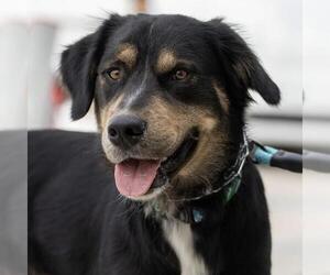Labrador Retriever-Unknown Mix Dogs for adoption in San Diego, CA, USA